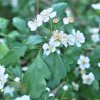 Crataegus monogyna